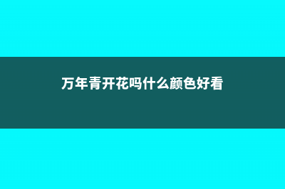 万年青开花吗 (万年青开花吗什么颜色好看)