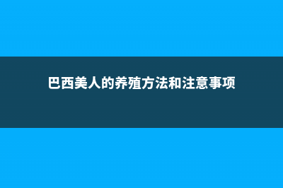 巴西美人的养殖方法和注意事项 (巴西美人的养殖方法和注意事项)