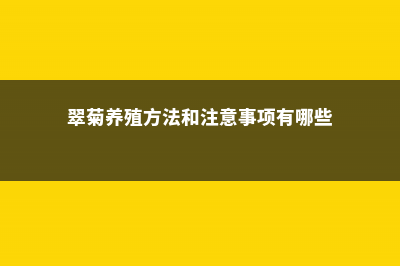 翠菊的养殖方法和注意事项 (翠菊养殖方法和注意事项有哪些)