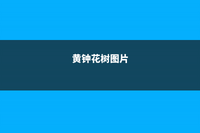 黄钟花的养殖方法和注意事项 (黄钟花树图片)