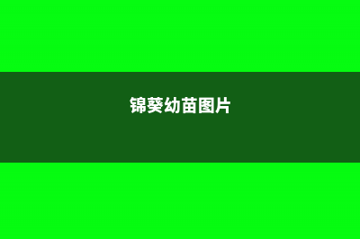 锦葵的养殖方法和注意事项 (锦葵幼苗图片)