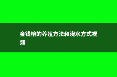 金钱榕的养殖方法和注意事项 (金钱榕的养殖方法和浇水方式视频)