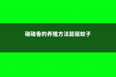 碰碰香的养殖方法和注意事项 (碰碰香的养殖方法能驱蚊子)