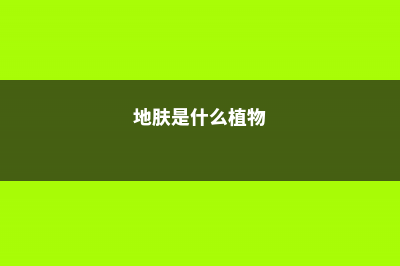 地肤的养殖方法和注意事项 (地肤是什么植物)