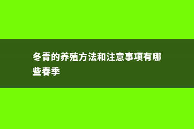 冬青的养殖方法和注意事项 (冬青的养殖方法和注意事项有哪些春季)