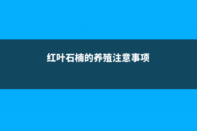 红叶石楠的养殖方法和注意事项 (红叶石楠的养殖注意事项)