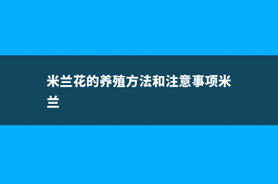 米兰花的养殖方法和注意事项 (米兰花的养殖方法和注意事项米兰)