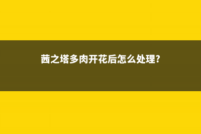 茜之塔的养殖方法和注意事项 (茜之塔多肉开花后怎么处理?)