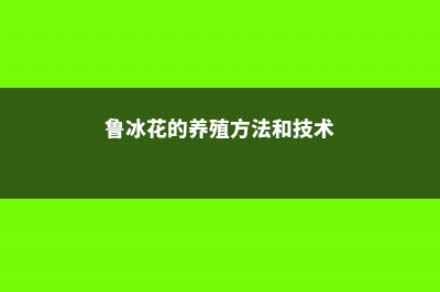 鲁冰花的养殖方法和注意事项 (鲁冰花的养殖方法和技术)