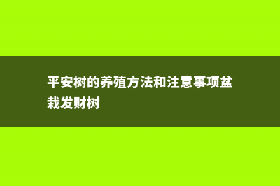 平安树的养殖方法和注意事项 (平安树的养殖方法和注意事项盆栽发财树)