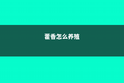 藿香的养殖方法和注意事项 (藿香怎么养殖)