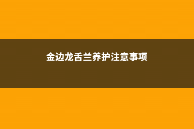 金边龙舌兰的养殖方法和注意事项 (金边龙舌兰养护注意事项)