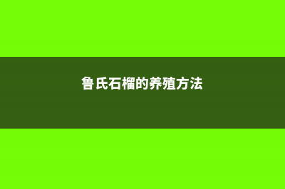 鲁氏石榴的养殖方法和注意事项 (鲁氏石榴的养殖方法)