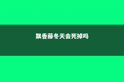 飘香藤冬天会死吗 (飘香藤冬天会死掉吗)