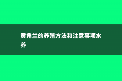 黄角兰的养殖方法和注意事项 (黄角兰的养殖方法和注意事项水养)