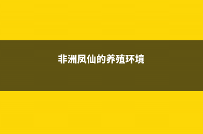 非洲凤仙的养殖方法和注意事项 (非洲凤仙的养殖环境)