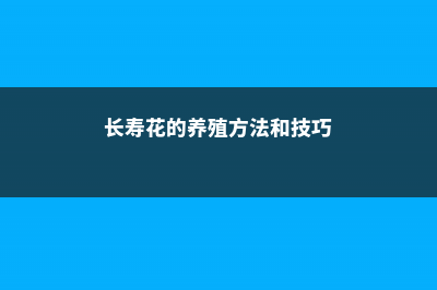 长寿花的养殖方法，什么时候开花 (长寿花的养殖方法和技巧)