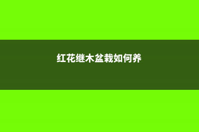 红花继木的养殖方法和注意事项 (红花继木盆栽如何养)