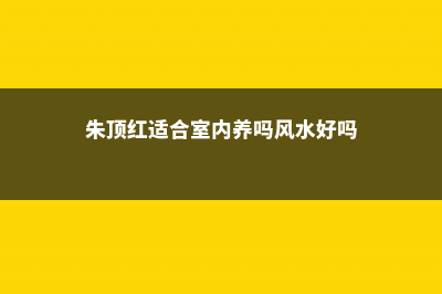 朱顶红适合室内养殖吗 (朱顶红适合室内养吗风水好吗)