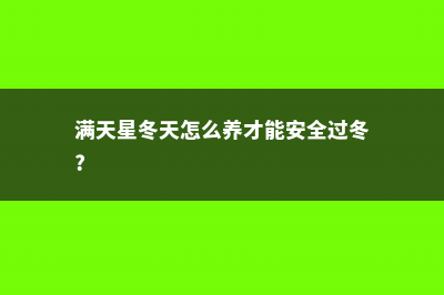 满天星冬天怎么养 (满天星冬天怎么养才能安全过冬?)