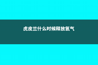 养“虎皮兰”时，土里扔1粒“它”，叶子粗壮能长一米高！ (虎皮兰什么时候释放氧气)