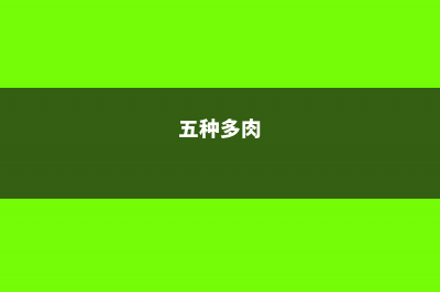 这“5种”多肉植株最难养死，30天就能长满盆，新手最适合！ (五种多肉)