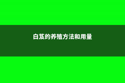 白芨的养殖方法和注意事项 (白芨的养殖方法和用量)