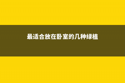 最适宜放在卧室的植物 (最适合放在卧室的几种绿植)