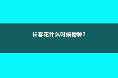 长春花什么时候播种，怎样爆盆 (长春花什么时候播种?)