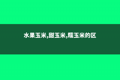 水果玉米、甜玉米是不是转基因 (水果玉米,甜玉米,糯玉米的区别)