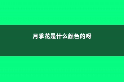 月季花是什么颜色 (月季花是什么颜色的呀)