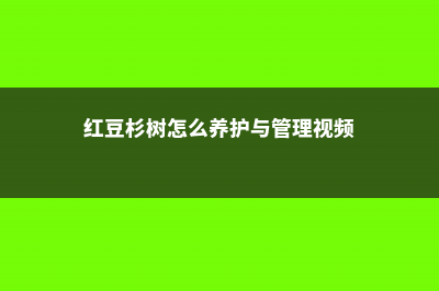 红豆杉树怎么养殖 (红豆杉树怎么养护与管理视频)