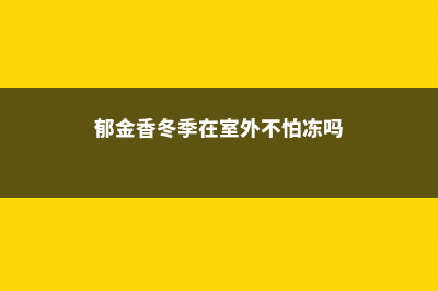 郁金香冬天会冻死吗 (郁金香冬季在室外不怕冻吗)