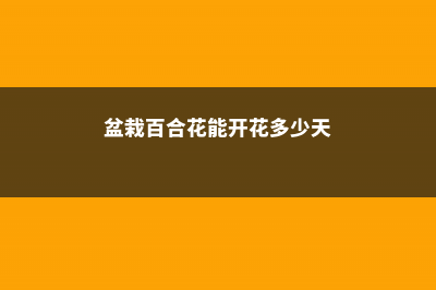 盆栽百合花能活多久 (盆栽百合花能开花多少天)