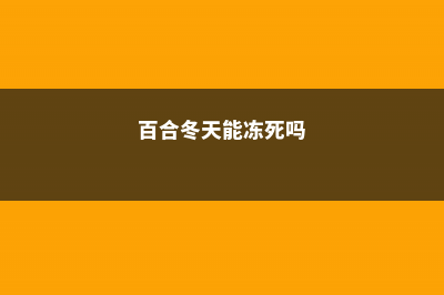 百合冬天会冻死吗 (百合冬天能冻死吗)