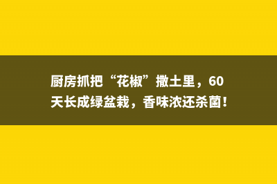 厨房抓把“花椒”撒土里，60天长成绿盆栽，香味浓还杀菌！ 