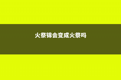 火祭锦的养殖方法 (火祭锦会变成火祭吗)