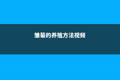 雏菊的养殖方法和注意事项 (雏菊的养殖方法视频)