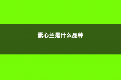 素心兰的养殖方法和注意事项 (素心兰是什么品种)