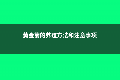 黄金菊的养殖方法和注意事项 (黄金菊的养殖方法和注意事项)