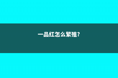 一品红如何繁殖 (一品红怎么繁殖?)