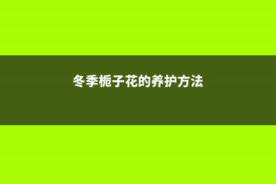 冬季栀子花的养护方法 (冬季栀子花的养护方法)