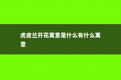 虎皮兰开花寓意什么，是不是好兆头 (虎皮兰开花寓意是什么有什么寓意)