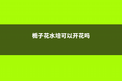 栀子花水培最佳时间 (栀子花水培可以开花吗)