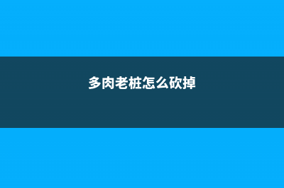 多肉老桩如何砍头控型 (多肉老桩怎么砍掉)