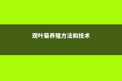 观叶菊养殖方法 (观叶菊养殖方法和技术)