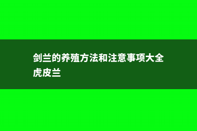 剑兰的养殖方法和注意事项 (剑兰的养殖方法和注意事项大全虎皮兰)