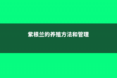 紫根兰的养殖方法和注意事项 (紫根兰的养殖方法和管理)