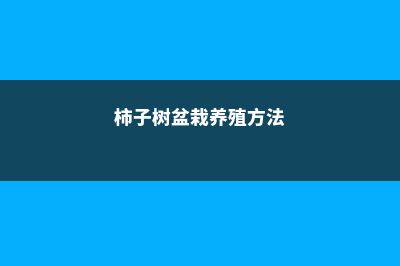 柿子树盆景的制作方法及步骤介绍 (柿子树盆栽养殖方法)