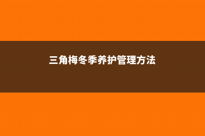 三角梅冬季养护技巧及注意事项 (三角梅冬季养护管理方法)